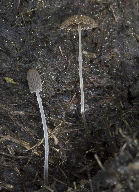 Coprinus miser